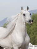 Grey Arabian Stallion Portrait  Ojai  California  USA