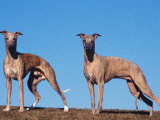 Domestic Dogs  Two Whippets Standing Together