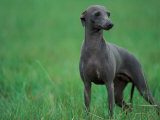 Slate Blue Whippet with Ears Drawn Back