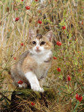 Domestic Cat  Tabby-Tortoiseshell Kitten Among Cocksfoot Grass  Horsetails and Rose Hips