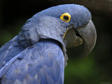 Hyacinth Macaw  Head Profile
