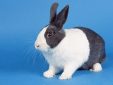 Dutch Rabbit