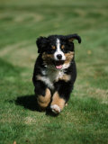 Bernese Mountain Puppy Running
