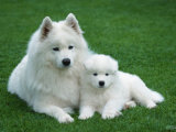 Samoyed with 6 Weeks Old Puppy