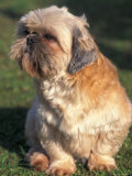 Shih Tzu Puppy Sitting on Grass
