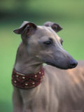 Fawn Whippet Wearing a Collar  Lookig Away