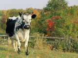 Randall Blue Lineback  Rare Breed of Domestic Cattle  Connecticut  USA