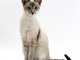 Domestic Cat  Blue Tabby-Point Siamese Male Sitting