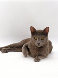 Domestic Cat  One-Year Blue Siamese Burmese Cross
