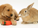 Yellow Labrador Retriever Puppy with Squeaky Toy-Carrot and Young Sandy Lop Rabbit