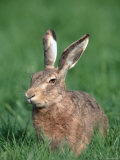 European Hare