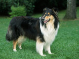 Outdoor Portrait of Collie Dog