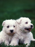 Domestic Dogs  Two West Highland Terrier / Westie Puppies Sitting Together