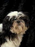 Shih Tzu with Hair Cut Short