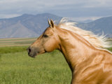 Palomino Quarter Horse Stallion  Head Profile  Longmont  Colorado  USA