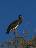 Abdims Stork  at Top of Tree  Kgalagadi Transfrontier Park  South Africa
