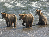 Three Grizzly Bear  Cubs (2-Year) Salmon Brooks River  Katmai National Park  Alaska  USA