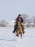 Cowboy Cantering Through Snow on Red Dun Quarter Horse Gelding  Berthoud  Colorado  USA