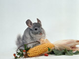 Long-Tailed Chinchilla