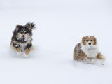 Female Red Merle and Red Tricolor Australian Shepherd Dogs Running in Snow  Longmont  Colorado  USA