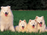 Domestic Dogs  Samoyed Family Panting and Resting on Grass