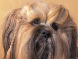 Lhasa Apso Face Portrait with Hair Plaited
