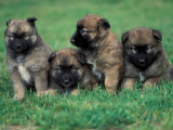Domestic Dogs  Belgian Malinois / Shepherd Dog Puppies Sitting / Lying Together