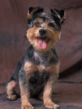 Mongrel Portrait