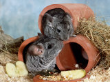 Long-Tailed Chinchillas at Play
