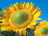 Sunflowers 'Sunbeam'