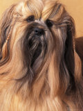 Lhasa Apso Portrait with Hair Plaited
