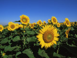 Sunflowers  Illinois  USA