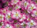 English / Midland Hawthorn  Close-Up of Flowers  UK