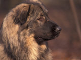 Owatcha Face Portrait (Malamute and Wolf Mix)