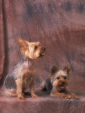 Studio Portraits of Two Yorkshire Terriers  One Lying Down and the Other Sitting up and Looking Up