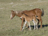 Sorrel Mare with Chestnut Filly  Pryor Mountains  Montana  USA