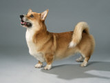 Welsh Corgi Pembroke