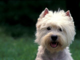 West Highland Terrier / Westie Panting