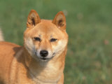 Shiba Inu Portrait
