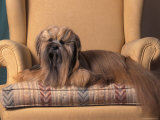 Lhasa Apso Sitting on Armchair