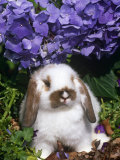 Baby Holland Lop Eared Rabbit  Amongst Hydrangeas  USA