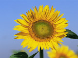Sunflower  Illinois  USA