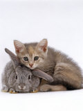Domestic Cat  Silver Tortoiseshell Kitten with Silver Dwarf Lop Eared Rabbit