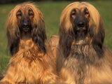 Domestic Dogs  Two Afghan Hounds