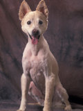 Mongrel Portrait