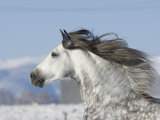 Grey Andalusian Stallion Head Profile While Cantering  Longmont  Colorado  USA