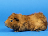Red Abyssinian Guinea Pig