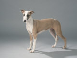 5 Month Old Whippet