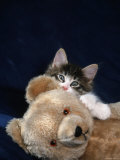 Norwegian Forest Kitten with Teddy Bear