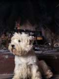 West Highland Terrier / Westie Sitting in Front of a Fireplace